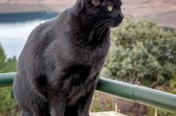 开云体育直播-双城记，北京队力克灰熊展东方韧性，杜兰特东决接管比赛定王者乾坤