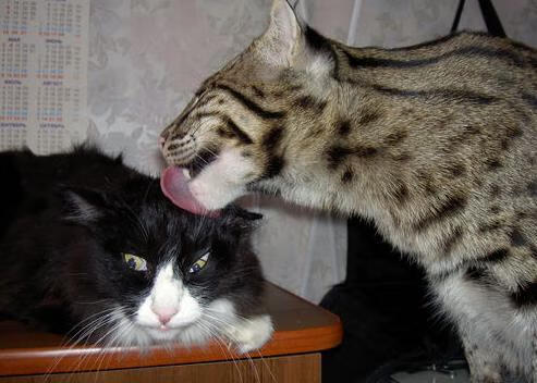 加克波爆发之夜,哥斯达黎加带走马德里竞技的战术启示